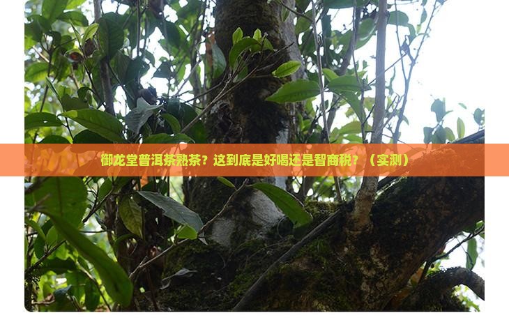 御龙堂普洱茶熟茶