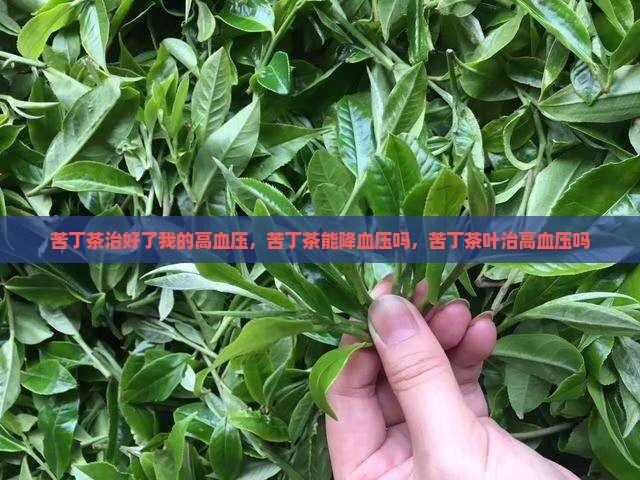 苦丁茶治好了我的高血压