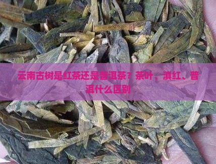 云南古树是红茶还是普洱茶