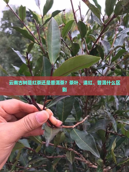 云南古树是红茶还是普洱茶
