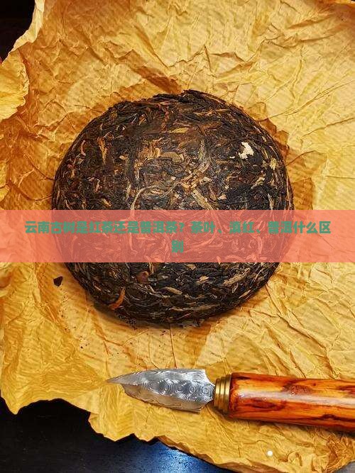 云南古树是红茶还是普洱茶