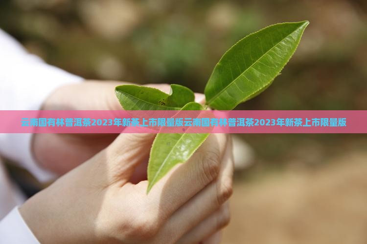 云南国有林普洱茶