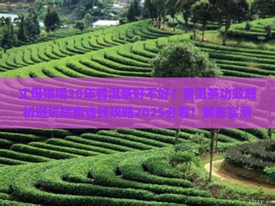 丈母娘喝30年普洱茶好不好