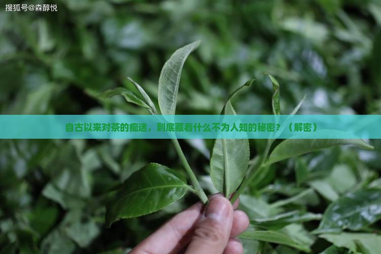 自古以来对茶的