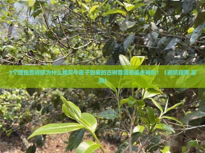 牛皮子包装的古树普洱茶