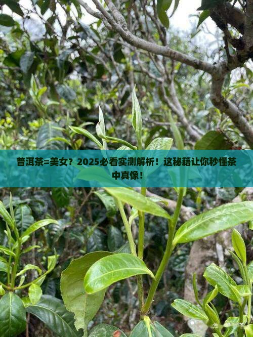 把普洱茶比作美女