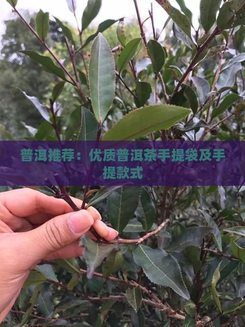 普洱茶手提袋推荐品牌是