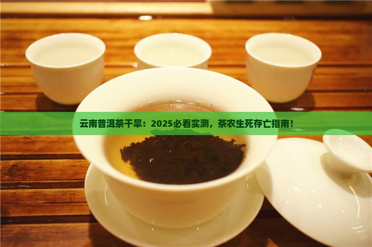 云南的普洱茶干旱