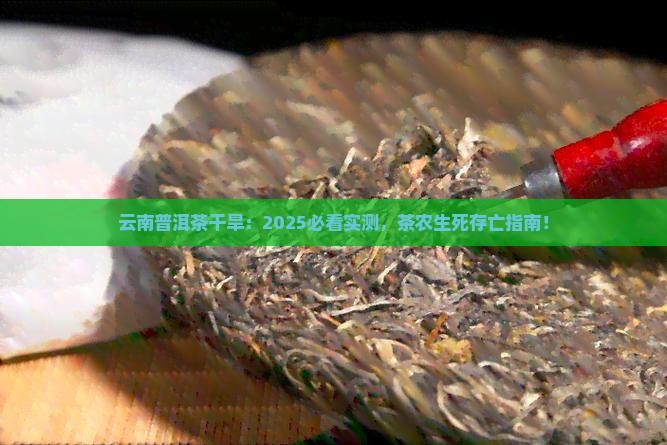 云南的普洱茶干旱