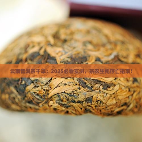 云南的普洱茶干旱