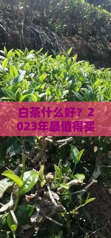 白茶什么品牌好