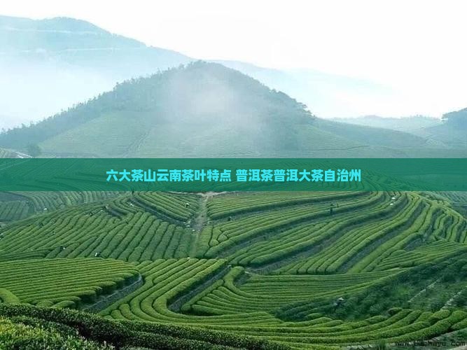六大茶山的茶特点