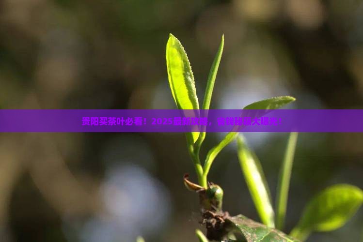 贵阳哪里买茶叶
