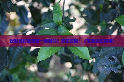 蜂蜜能喝普洱茶一起喝吗