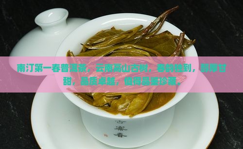 南汀第一春普洱茶