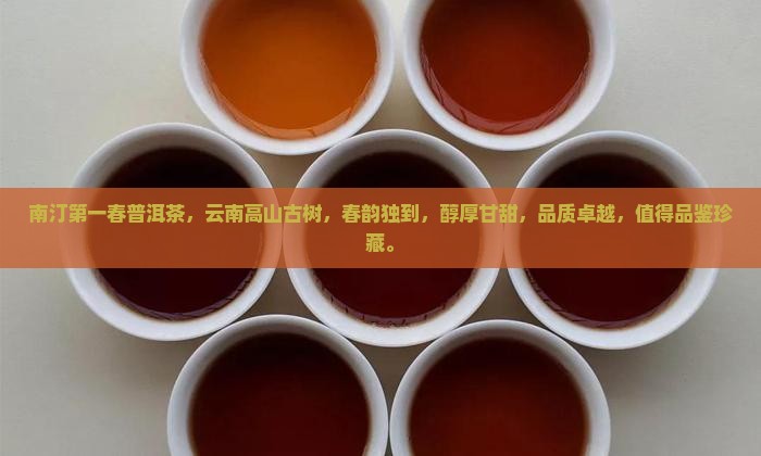 南汀第一春普洱茶
