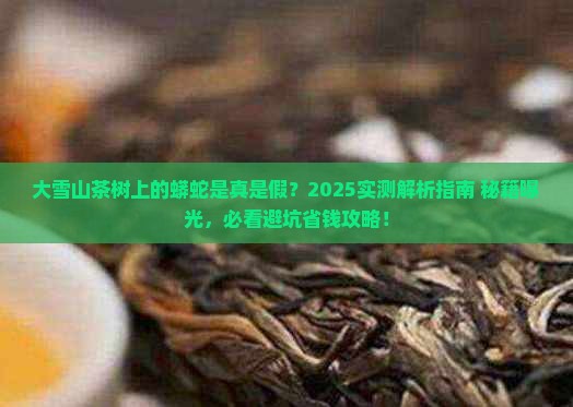 大雪山茶树上的蟒蛇