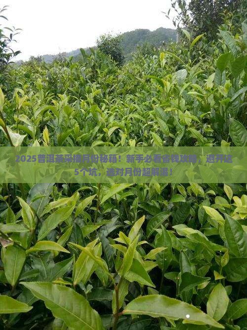 普洱茶的采摘月份