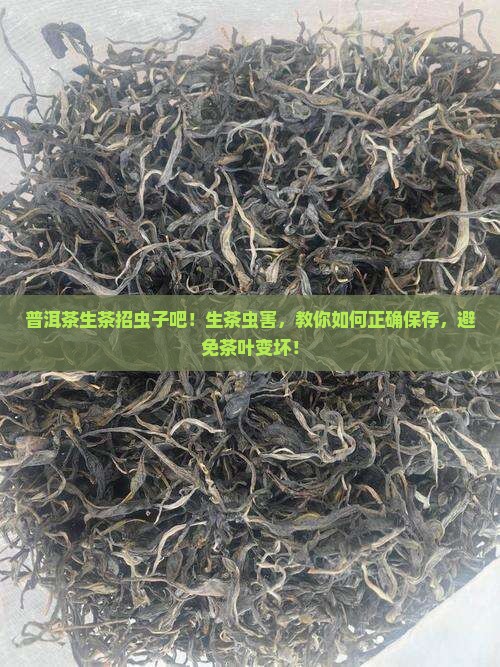 普洱茶生茶招虫子吧
