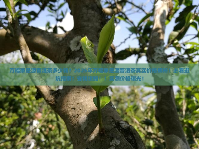 万福家是源普洱茶多少钱