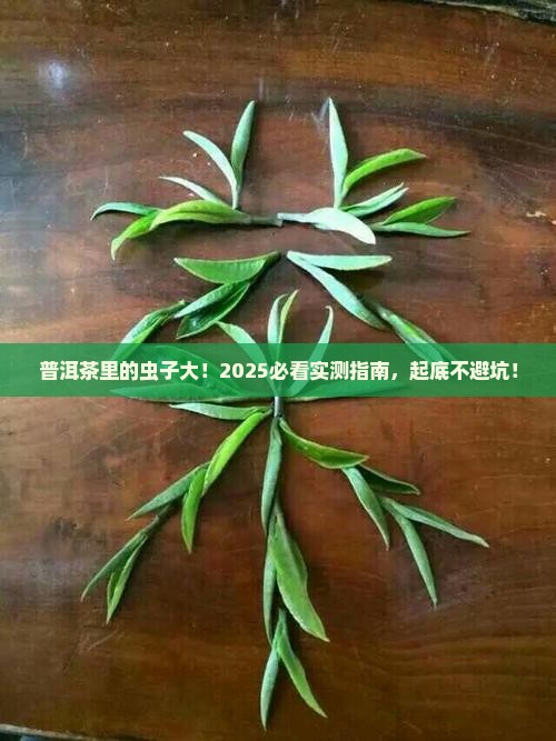 普洱茶长什么样的虫子