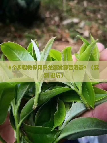乌龙茶可以发酵普洱茶吗
