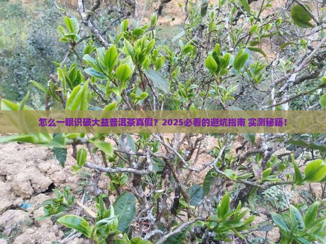 怎样辨别大益普洱茶的真假