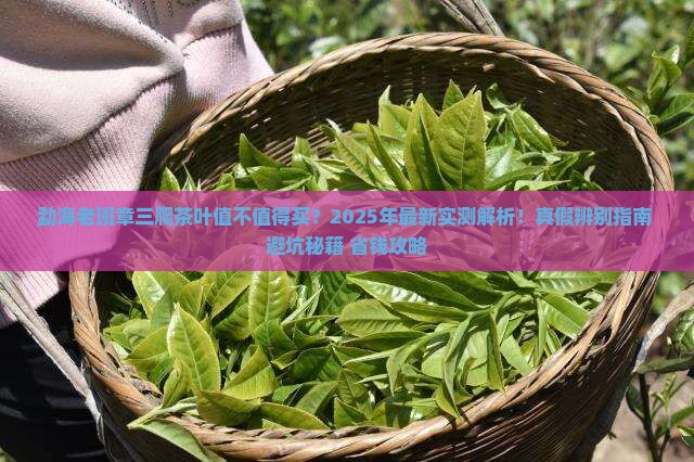 勐海老班章三爬茶叶