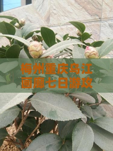 梅州到重庆乌江画廊七日游