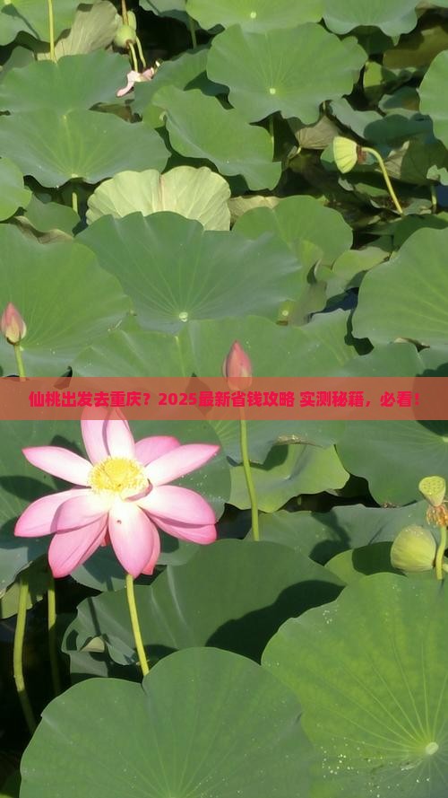 仙桃到重庆哪里玩