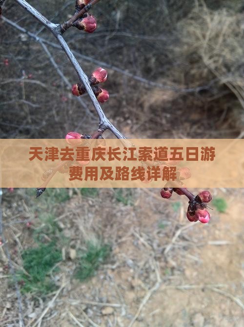 天津去重庆长江索道五日游费用及路线详解