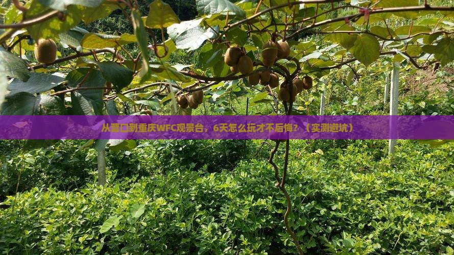 营口去重庆wfc观景台六日游