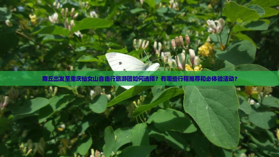 商丘出发至重庆仙女山自由行旅游团如何选择？有哪些行程推荐和必体验活动？