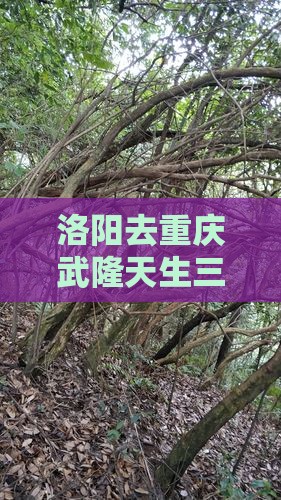 洛阳去重庆武隆天生三桥必去地