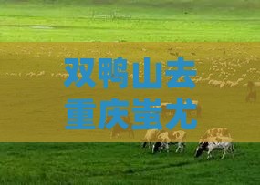 双鸭山去重庆蚩尤九黎城旅行社距离多远