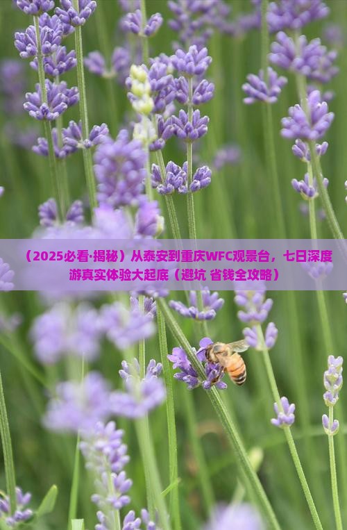 泰安到重庆wfc观景台七日游