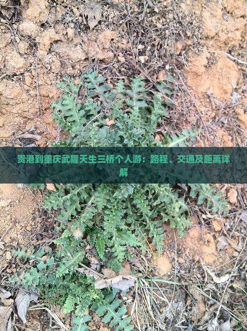 贵港到重庆武隆天生三桥个人游：路程、交通及距离详解