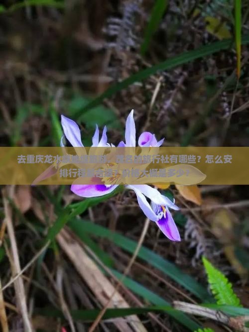 去重庆龙水峡地缝旅游，茂名的旅行社有哪些？怎么安排行程最合适？价格大概是多少？