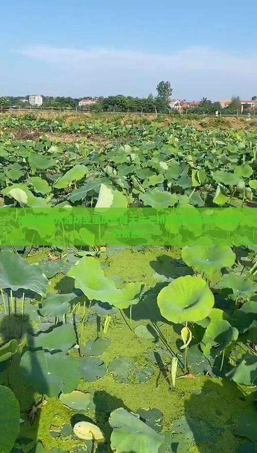 如何规划从潍坊至重庆武隆天生三桥的旅行路线与必体验景点？