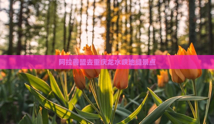 阿拉善盟去重庆龙水峡地缝景点