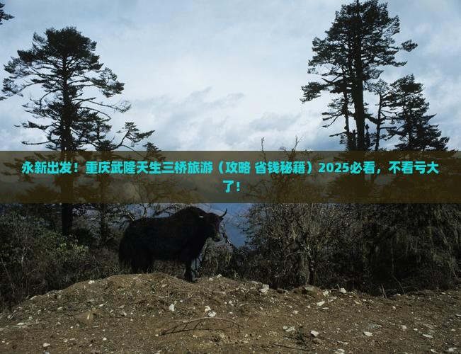 永新去重庆武隆天生三桥旅行社 永新去重庆武隆天生三桥旅行社