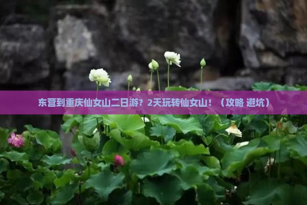 东营到重庆仙女山二日游