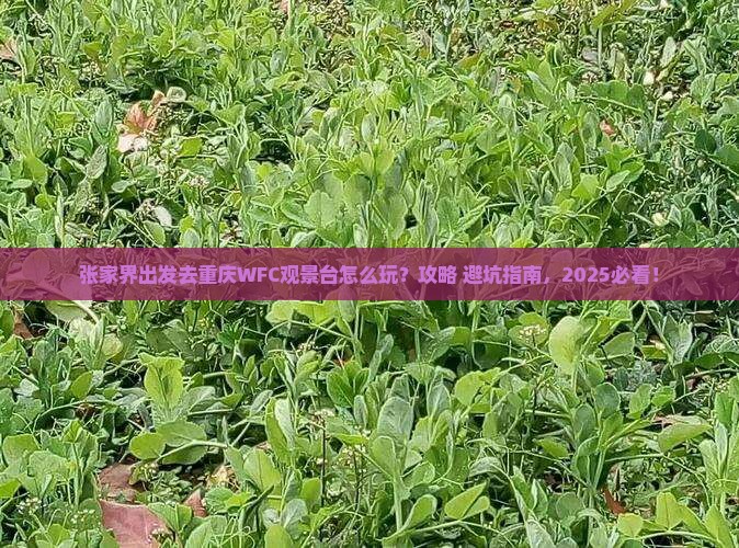 张家界去重庆wfc观景台哪里玩