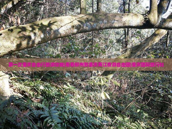 第一次重庆自由行旅游攻略|看看柳州到重庆两江夜游自由团|重庆国际旅行社