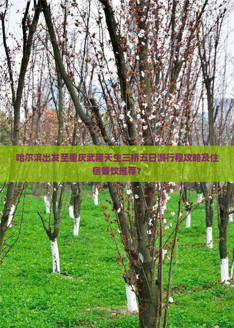 哈尔滨出发至重庆武隆天生三桥五日游行程攻略及住宿餐饮推荐？