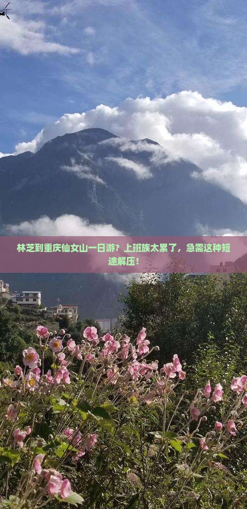 林芝到重庆仙女山一日游？上班族太累了，急需这种短途解压！