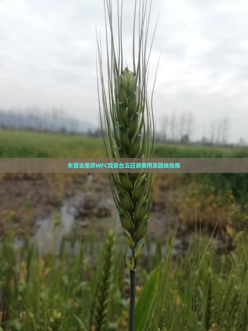 东营去重庆WFC观景台五日游费用及路线指南