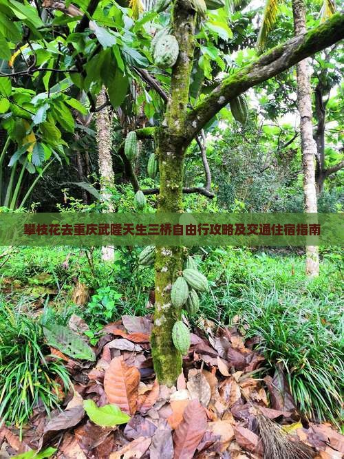 攀枝花去重庆武隆天生三桥自由行攻略及交通住宿指南