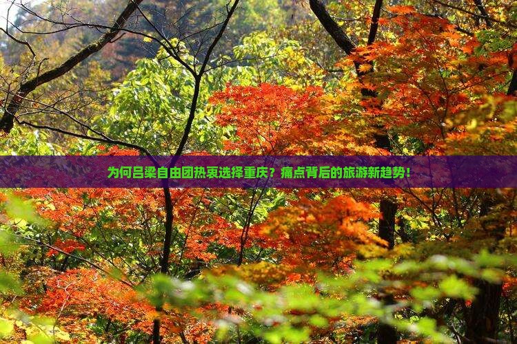 为何吕梁自由团热衷选择重庆？痛点背后的旅游新趋势！