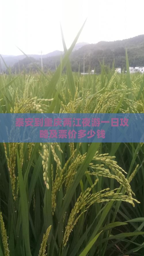 泰安到重庆两江夜游一日攻略及票价多少钱